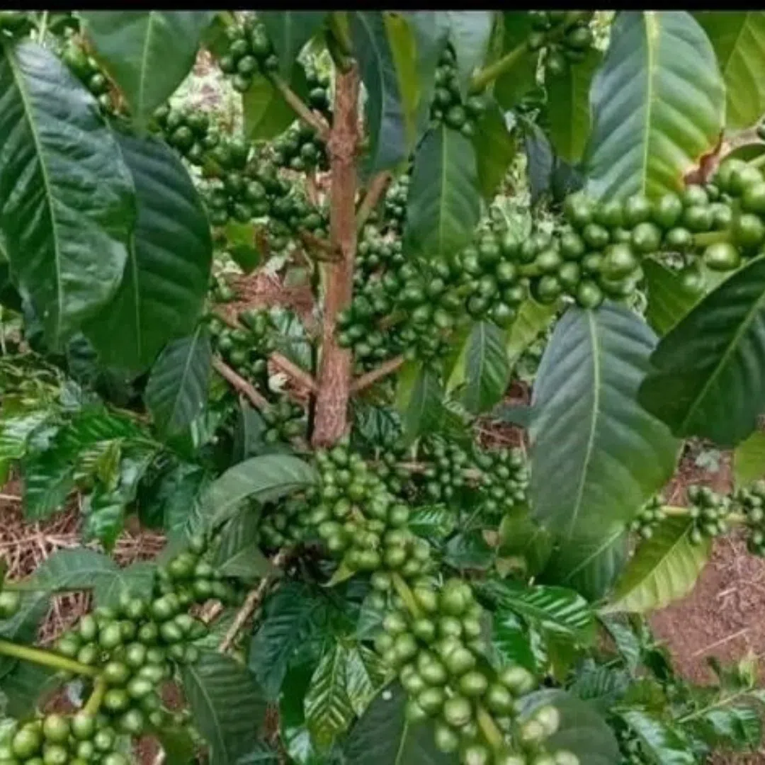 crops in the fields of Uganda